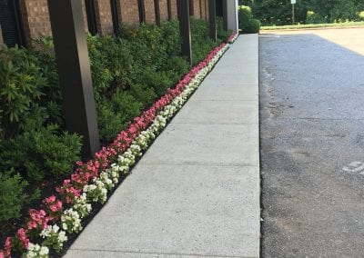 A sidewalk with flowers on the side of it.