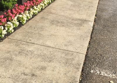 A sidewalk with flowers growing along the side of it.